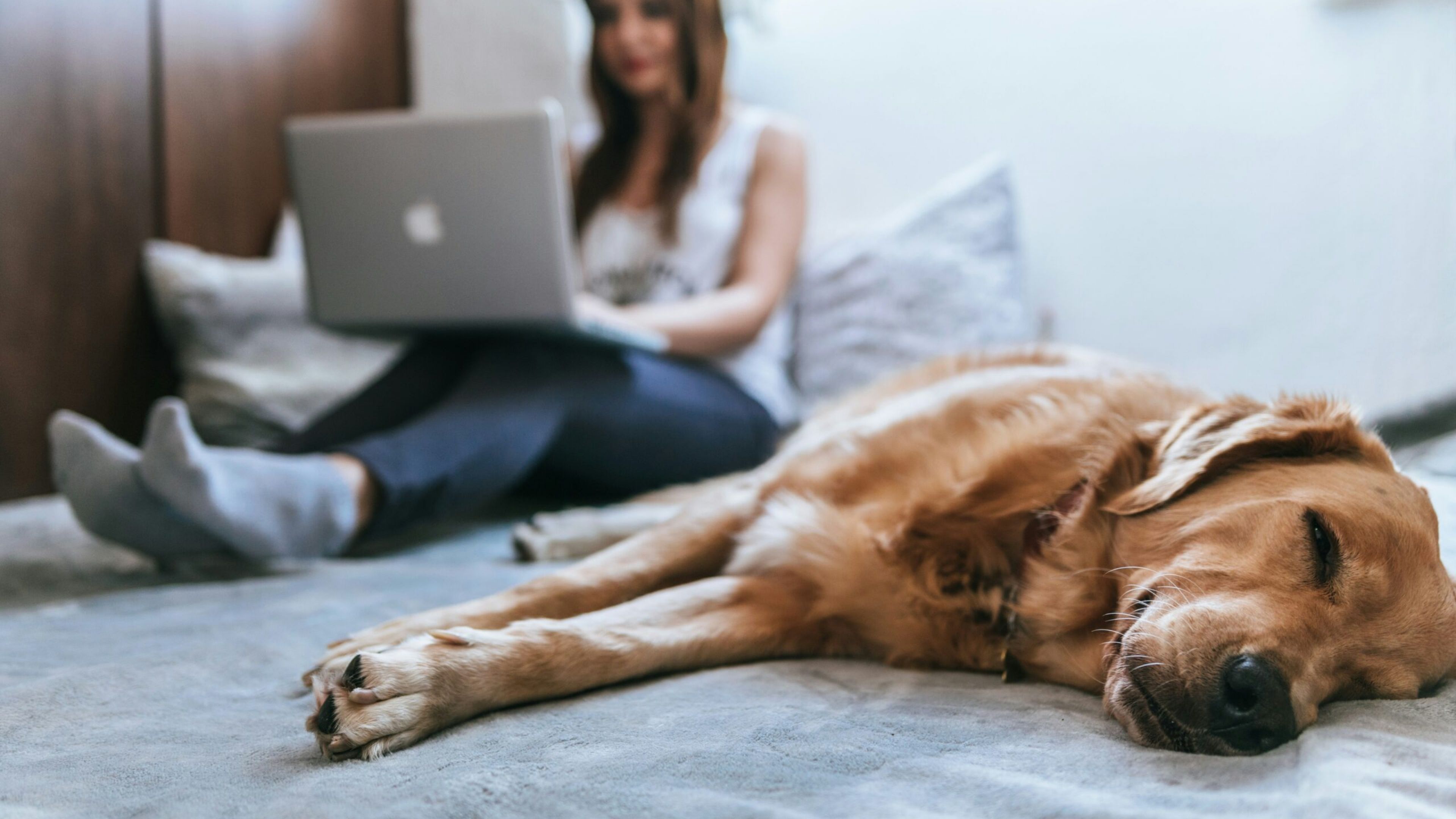 Artesia at Medina Valley a woman sitting in bed on her laptop while her dog naps beside her
